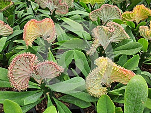 Euphorbia lacteal is an auspicious tree.