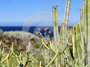 Euphorbia lamarckii and canariensis on Tenerife photo