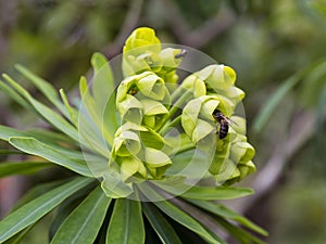 Euphorbia lambii, a Gomeran endemic specie in La Gomera on the Canary Island