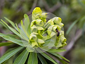 Euphorbia lambii, a Gomeran endemic specie in La Gomera on the Canary Island photo