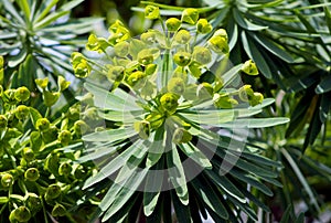 Euphorbia lambii, Tree Euphorbia