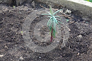 Euphorbia lathyris growing in the vegetable garden. mole plant. spurge cultivation