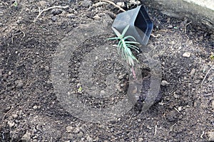 Euphorbia lathyris ready to be planted in the vegetable garden. mole plant to repel rodents. spurge