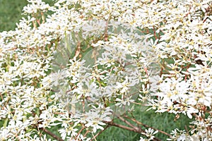 Euphorbia Leucocephala Flowers