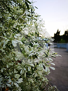 Euphorbia leucocephala Lotsy White Christmas, Pascuita, white-lace Lotsyd euphorbia. Shot in the evening