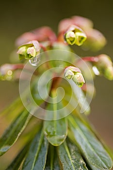 Euphorbia macro photo