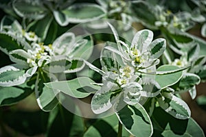 Euphorbia marginata with green and white leaves. Euphorbia commonly known as snow-on-the-mountain, smoke-on-the-prairie