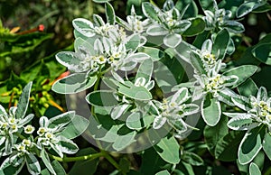 Euphorbia marginata with green and white leaves. Euphorbia commonly known as snow-on-the-mountain, smoke-on-the-prairie