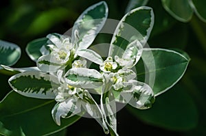 Euphorbia marginata with green and white leaves. Euphorbia commonly known as snow-on-the-mountain, smoke-on-the-prairie