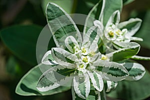 Euphorbia marginata with green and white leaves. Euphorbia commonly known as snow-on-the-mountain, smoke-on-the-prairie, variegate