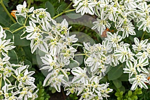 Euphorbia marginata in greenhouse.