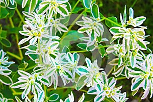 Euphorbia marginata Snow on the mountain