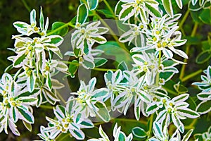 Euphorbia marginata Snow on the mountain