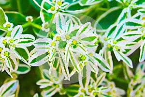 Euphorbia marginata Snow on the mountain