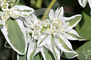Euphorbia marginata or Snow-on-the-mountain plant with flower and variegated leaves