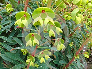Euphorbia Martini.