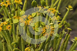 Euphorbia mauritanica Golden spurge succulent photo
