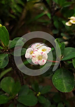 Euphorbia milii blooming in the garden