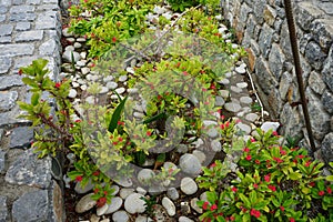 Euphorbia milii blooms with red flowers in a flowerbed in August. Rhodes Island, Greece