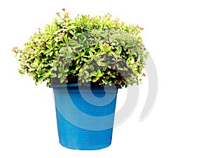 Euphorbia milii, Christ thorn plant, crown of thorns, Christ plant in blue pot