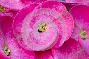 Euphorbia milii Closeup