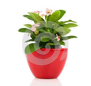 Euphorbia milii (crown of thorns)