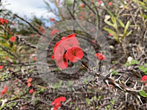 Euphorbia milii, crown of thorns, Christ plant, or Christ thorn