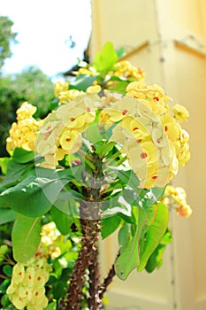 Euphorbia milii or crown of thorns, Christ plant, Christ thorn