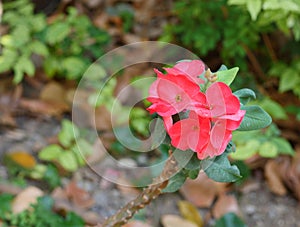 Euphorbia milii crown of thorns, Christ plant, Christ thorn