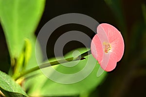 Euphorbia milii, the crown of thorns, Christ plant, or Christ thorn flowers