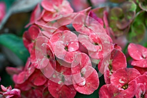 Euphorbia milii, the crown of thorns, Christ plant, or Christ thorn, is a species of flowering plant in the spurge family Euphorbi