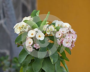 Euphorbia milii, the crown of thorns, Christ plant, or Christ\'s thorn in a garden in Cabo San Lucas. photo