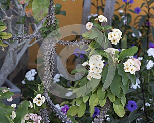 Euphorbia milii, the crown of thorns, Christ plant, or Christ\'s thorn in a garden in Cabo San Lucas. photo