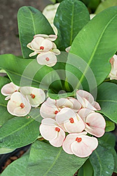 Euphorbia milii, Crown of thorns, Christ Thorn