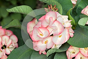 Euphorbia milii, Crown of thorns, Christ Thorn