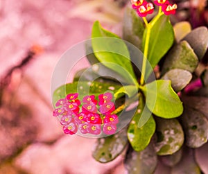 Euphorbia milii or Crown of thorns flower