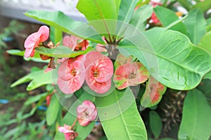 Euphorbia milii or crown of thorns flower