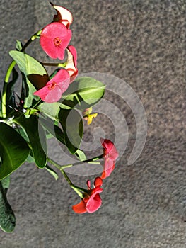 Euphorbia milii crown of thorns isolated on a grey background