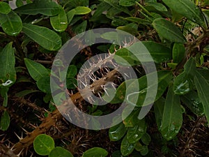 Euphorbia milii (the crown of thorns) plant spiky stem