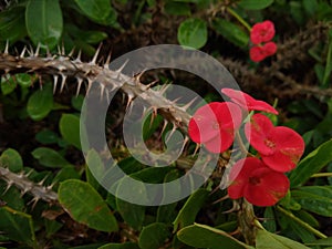 Euphorbia milii (the crown of thorns) red flower