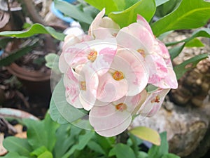 Euphorbia Milii DesmoulCrown of thorns plantflower pink and white, photo