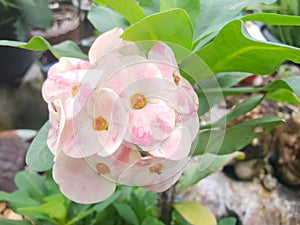 Euphorbia Milii DesmoulCrown of thorns plantflower pink and white, photo