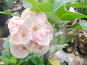 Euphorbia Milii DesmoulCrown of thorns plantflower pink and white,