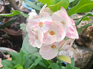 Euphorbia Milii DesmoulCrown of thorns plantflower pink and white,