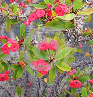 A Euphorbia Milii photo