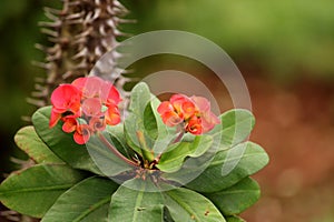 Euphorbia Milii Flowers in Almatti, Karnataka