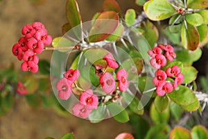 Euphorbia milii in the garden