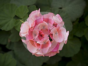 Euphorbia milii in the garden