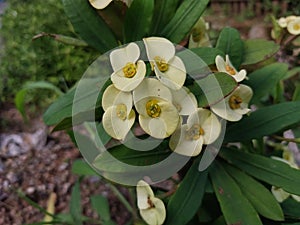 Euphorbia milii or mahkota duri detail photo