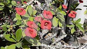 Euphorbia Milii, one of beautiful red flower with many thorn